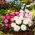 English Daisy Pomponette Mix seeds - Bellis perennis - 600 seeds