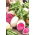 Chinese radijs - witte schil, rood vruchtvlees; Chinese groene radijs, watermeloenradijs - 