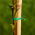 Kawat taman datar, dilapisi PVC 30 mx 2 mm - 