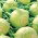 Kohlrabi "Gabi" - 520 เมล็ด - Brassica oleracea var. Gongylodes L.