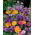 Selectie van planten met aromatische bloemen - groot pakket - 125 g - 