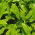 中国茶種 - ツバキ -  5種 - Camellia sinensis - シーズ