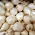 Schnittlauch Snowball - 0,5 kg