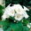 Gloxinia - Mont Blanc