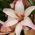 Lilium, Lily Jednostavan valcer - lukovica / gomolj / korijen - Lilium Asiatic Easy Waltz