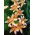 Lilium, Lily Orange Electric - umbi / umbi / akar - Lilium Orange Electric