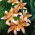 Lilium, Lily Orange Electric - umbi / umbi / akar - Lilium Orange Electric