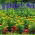 Mealycup salvie, marigold og begonia - frø af 3 arter - 