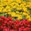 Kontinuerlig blomstrende rød begonia + storblomstret gul fransk guldfisk - frø af 2 blomstrende planters arter - 