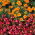 Begonia roja en continuo florecimiento + caléndula francesa - semillas de 2 especies de plantas con flores - 