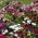Giardino fiorito grande viola del pensiero + margherita a fiore grande - un insieme di semi di due specie di fiori - 
