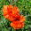 Hoa anh túc phương Đông - đỏ, hoa kép -  Papaver orientale - hạt