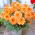 Dahlia Autumn Fairy