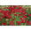 ยาร์โรว์สามัญ - Rood - red - Achillea millefolium