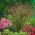 Switchgrass - Rotstrahlbusch - 