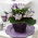 Gloxinia "Tigrinia Blue" - alb-albastru, înflorit pete; Clopotele Canterbury, adevărata gloxinia - 