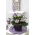 Gloxinia "Tigrinia Blue" - alb-albastru, înflorit pete; Clopotele Canterbury, adevărata gloxinia - 