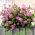 Ivy-leaved pelargonium "Fuchsia F1" - lila; kaskaderande pelargon - 