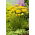 Duizendblad - Parker's - geel - Achillea millefolium