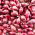 Jarní cibule Red Baron - 0,5 kg - 