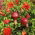 Dwarf Semena granátového jablka - Punica granatum var. Nana - 27 semen