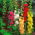 Parastā kāršroze - Mix - Althaea rosea