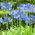 Agapantos - azul - Agapanthus
