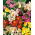 Alstroemeria, Peruvian lily, Lily of the Incas Mix