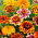 Zinnia elegans - Persian Carpet - 350 semillas - mix