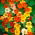 Садові Настурція мікс насіння - Tropaeolum majus - 40 насінин - Tropaelum majus