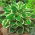 Hosta, Plantain Lily Minute Man