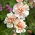 Alcea, Hollyhocks Parkfrieden - цибулина / клубень / корінь - Alcea 