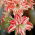 Hippeastrum - Dancing Queen