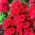 Флокс Червен - луковица / грудка / корен - Phlox