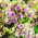 Флокс - Sherbet Blend - Phlox