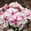 Флокс - Twister - Phlox
