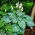 Hosta, Planta Lily Big Daddy - bulb / tuber / rădăcină