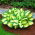 Funkiasläktet - Popcorn - Hosta