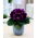 Gloxinia - Hollywood