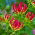 Gloriosa
