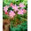 Habranthus Robustus, Copperlily brazilian, Roz Lily, Pink Rain Lily - 10 bulbi