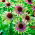Ехинацея, Coneflower Green Envy - луковица / грудка / корен - Echinacea purpurea