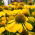 Coneflower vàng, Coneflower tím của Bush -   hạt - Echinacea purpurea