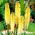 Lírio-tocha - Percy's Pride - Kniphofia