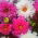 Cosmos, Schmuckkörbchen Double Click Mix, doppelte Blüten - 30 Samen - Cosmos bipnnatus fl.pl.