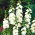 Parastā kāršroze - White - balts - Althaea rosea