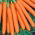 Carote - Maestro F1 - Daucus carota - semi