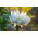 Aquilegia, Columbiaine, Granny's Bonnet White Barlow - củ / củ / rễ - Aquilegia vulgaris