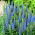 Veronica, Speedwell Light Blue