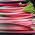 Rheum, Rhubarb Goliath - umbi / umbi / akar - Rheum rhabarbarum